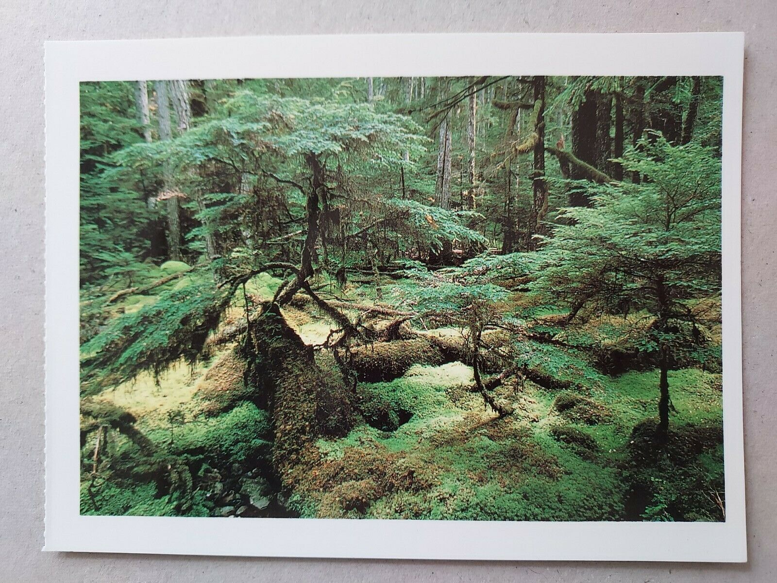 Us Rain Forest In Brother Island 1989 Photo Postcard Alaska , New